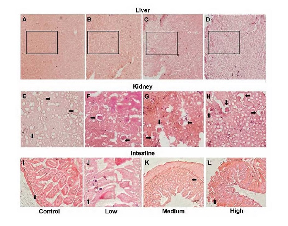 Excessive microplastic exposure causes changes in cells in the liver, kidneys and intestines of monkeys.